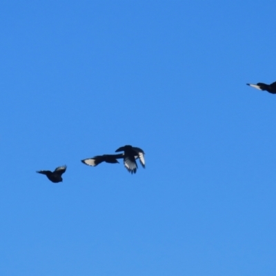 Corcorax melanorhamphos (White-winged Chough) at Bonython, ACT - 29 Jun 2023 by RodDeb