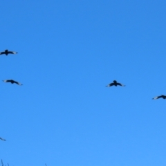 Corcorax melanorhamphos at Bonython, ACT - 29 Jun 2023