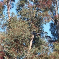 Corcorax melanorhamphos at Bonython, ACT - 29 Jun 2023