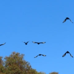 Corcorax melanorhamphos at Bonython, ACT - 29 Jun 2023 01:02 PM