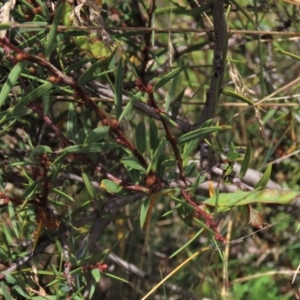 Acacia siculiformis at Dry Plain, NSW - 15 Jan 2022