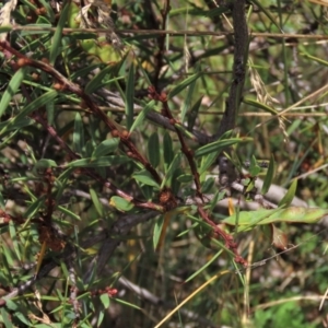 Acacia siculiformis at Dry Plain, NSW - 15 Jan 2022 01:30 PM