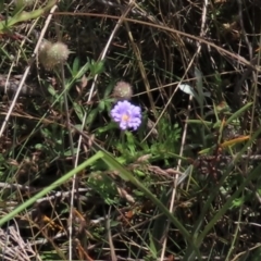 Calotis glandulosa (Mauve Burr-daisy) at Dry Plain, NSW - 15 Jan 2022 by AndyRoo