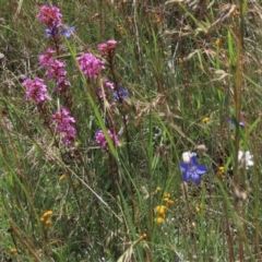 Stylidium graminifolium (Grass Triggerplant) at Dry Plain, NSW - 15 Jan 2022 by AndyRoo