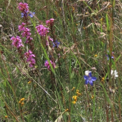 Stylidium cf. montanum (confer with alpine trigger-plant) at Dry Plain, NSW - 15 Jan 2022 by AndyRoo