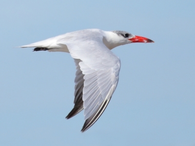 Hydroprogne caspia (Caspian Tern) at Wellington Point, QLD - 29 Jun 2023 by TimL