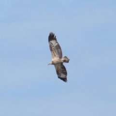 Icthyophaga leucogaster (White-bellied Sea-Eagle) at Wellington Point, QLD - 29 Jun 2023 by TimL