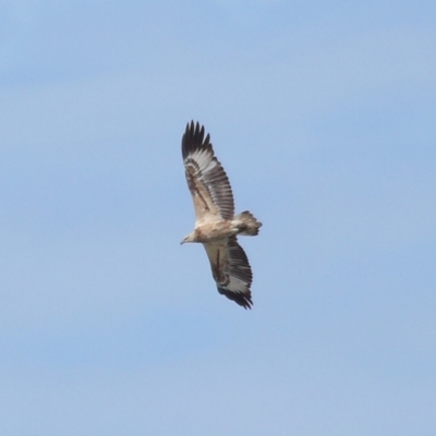 Icthyophaga leucogaster (White-bellied Sea-Eagle) at Wellington Point, QLD - 29 Jun 2023 by TimL