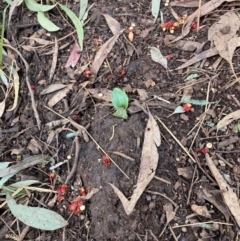 Arum italicum at Hackett, ACT - 27 Jun 2023