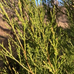 Callitris endlicheri at Hackett, ACT - 25 Jun 2023