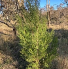 Callitris endlicheri at Hackett, ACT - 25 Jun 2023