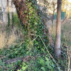 Hedera sp. (helix or hibernica) (Ivy) at Hackett, ACT - 29 Jun 2023 by waltraud
