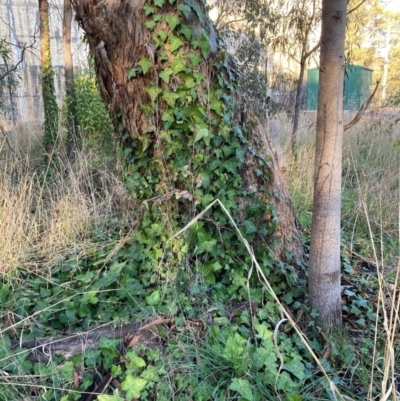 Hedera helix (Ivy) at Mount Majura - 29 Jun 2023 by waltraud