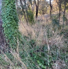 Hedera sp. (helix or hibernica) at Mount Majura - 29 Jun 2023 04:00 PM