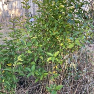 Ligustrum lucidum at Hackett, ACT - 29 Jun 2023