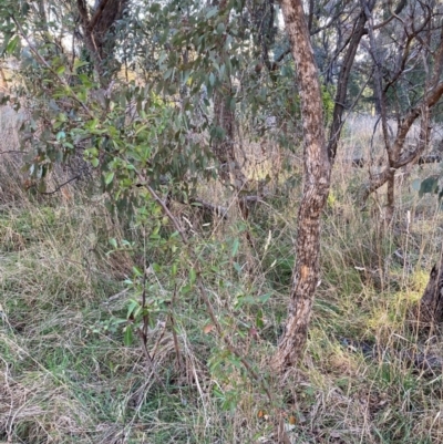 Pyracantha sp. (Firethorn) at Hackett, ACT - 29 Jun 2023 by waltraud