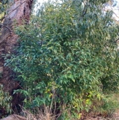 Ligustrum lucidum (Large-leaved Privet) at Hackett, ACT - 29 Jun 2023 by waltraud