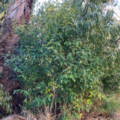 Ligustrum lucidum (Large-leaved Privet) at Hackett, ACT - 29 Jun 2023 by waltraud