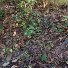 Ligustrum lucidum at Hackett, ACT - 29 Jun 2023