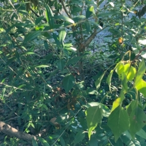 Olea europaea subsp. cuspidata at Hackett, ACT - 29 Jun 2023