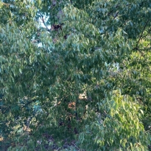 Brachychiton populneus subsp. populneus at Hackett, ACT - 29 Jun 2023