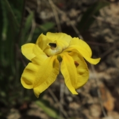 Goodenia hederacea (Ivy Goodenia) at Bowning, NSW - 11 Dec 2022 by michaelb