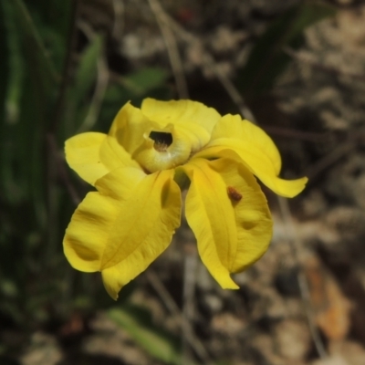 Goodenia hederacea (Ivy Goodenia) at Bowning, NSW - 11 Dec 2022 by michaelb