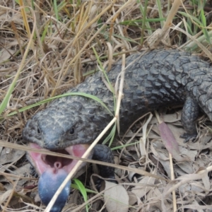 Tiliqua rugosa at Woolgarlo, NSW - 11 Dec 2022