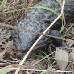 Tiliqua rugosa at Woolgarlo, NSW - 11 Dec 2022