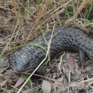 Tiliqua rugosa at Woolgarlo, NSW - 11 Dec 2022