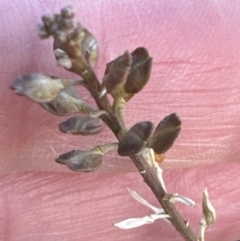 Lepidium ginninderrense (Ginninderra Peppercress) at Franklin, ACT - 30 Jun 2023 by lbradley