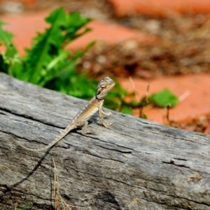 Pogona barbata at Fisher, ACT - suppressed