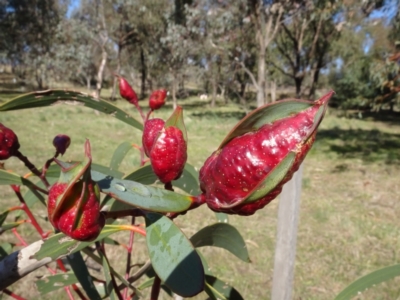 Leptocybe invasa (Eucalyptus Stem Gall Wasp) at Molonglo Valley, ACT - 29 Jun 2023 by AndyRussell