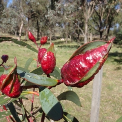 Leptocybe invasa (Eucalyptus Stem Gall Wasp) at Sth Tablelands Ecosystem Park - 29 Jun 2023 by AndyRussell