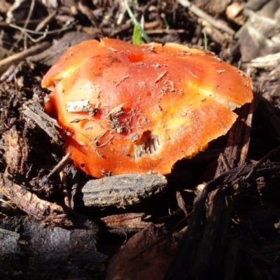 zz agaric (stem; gills not white/cream) at Molonglo Valley, ACT - 29 Jun 2023 by AndyRussell