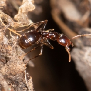 Papyrius sp (undescribed) at Paddys River, ACT - 30 Jun 2023