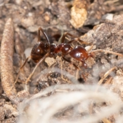 Papyrius sp (undescribed) at Paddys River, ACT - 30 Jun 2023