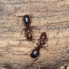 Papyrius sp. (genus) (A Coconut Ant) at Jerrabomberra, ACT - 30 Jun 2023 by rawshorty