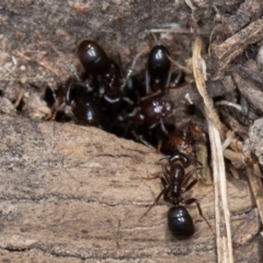 Papyrius sp. (genus) at Jerrabomberra, ACT - suppressed