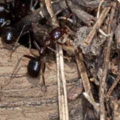 Papyrius sp. (genus) at Jerrabomberra, ACT - suppressed