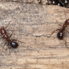 Papyrius sp. (genus) at Jerrabomberra, ACT - suppressed