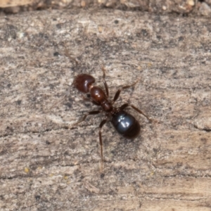 Papyrius sp. (genus) at Jerrabomberra, ACT - 30 Jun 2023