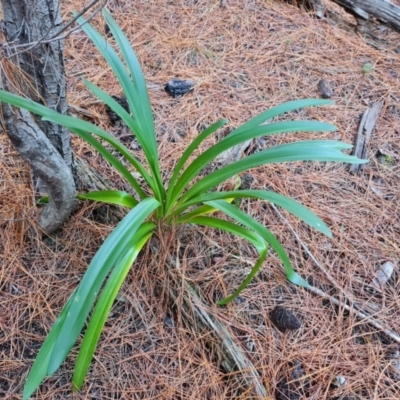 Agapanthus praecox subsp. orientalis (Agapanthus) at Isaacs, ACT - 30 Jun 2023 by Mike