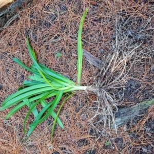 Agapanthus praecox subsp. orientalis at Isaacs, ACT - 30 Jun 2023