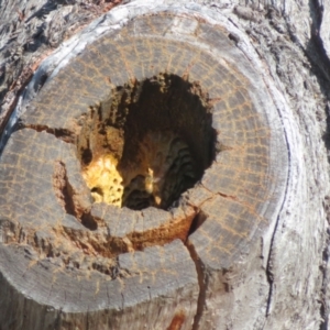 Apis mellifera at Casey, ACT - 29 Jun 2023 01:54 PM