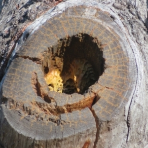 Apis mellifera at Casey, ACT - 29 Jun 2023 01:54 PM