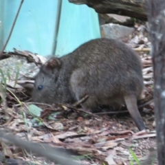 Potorous tridactylus (Long-nosed Potoroo) at Tidbinbilla Nature Reserve - 25 Jun 2023 by Christine