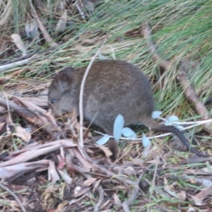 Potorous tridactylus at Paddys River, ACT - 25 Jun 2023 04:28 PM