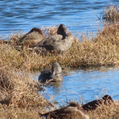 Stictonetta naevosa (Freckled Duck) at Jerrabomberra Wetlands - 30 Jun 2023 by RodDeb