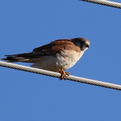 Falco cenchroides (Nankeen Kestrel) at Fyshwick, ACT - 30 Jun 2023 by RodDeb